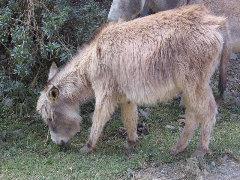 baby donkey