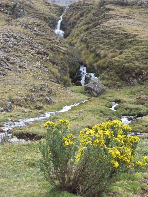 flower flowers creek