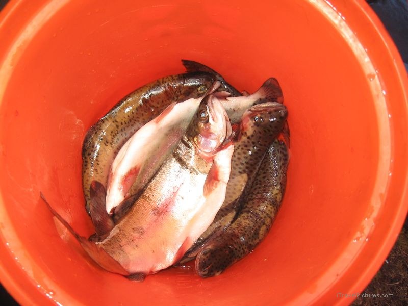 troucha fish trout fish red bucket
