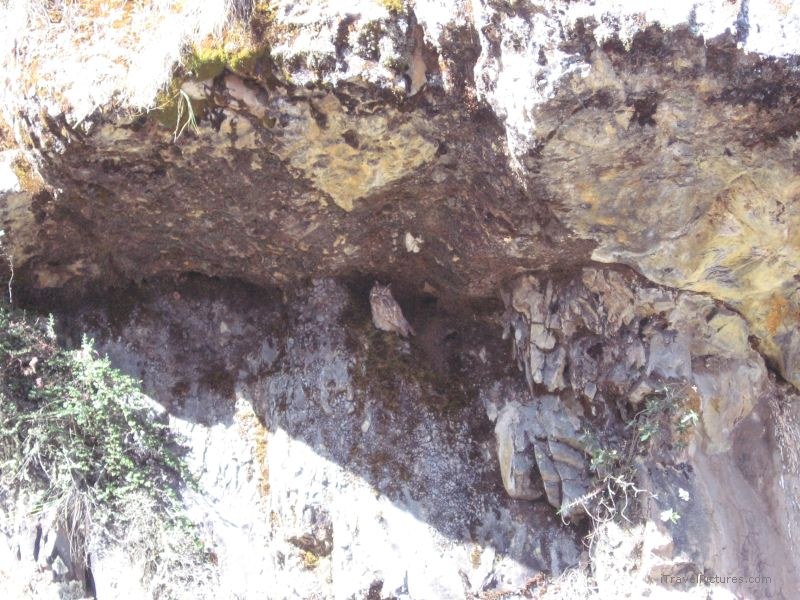 owl