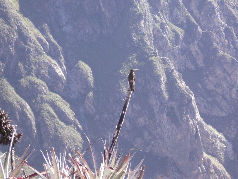 bird cruz canyon cliff colca