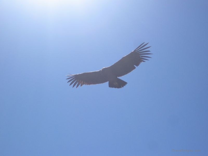 Cruz del Condor condor bird sun flying