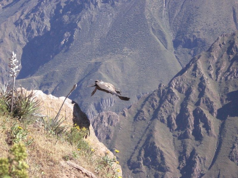 Cruz del condor taking off canyon cliff flying bird