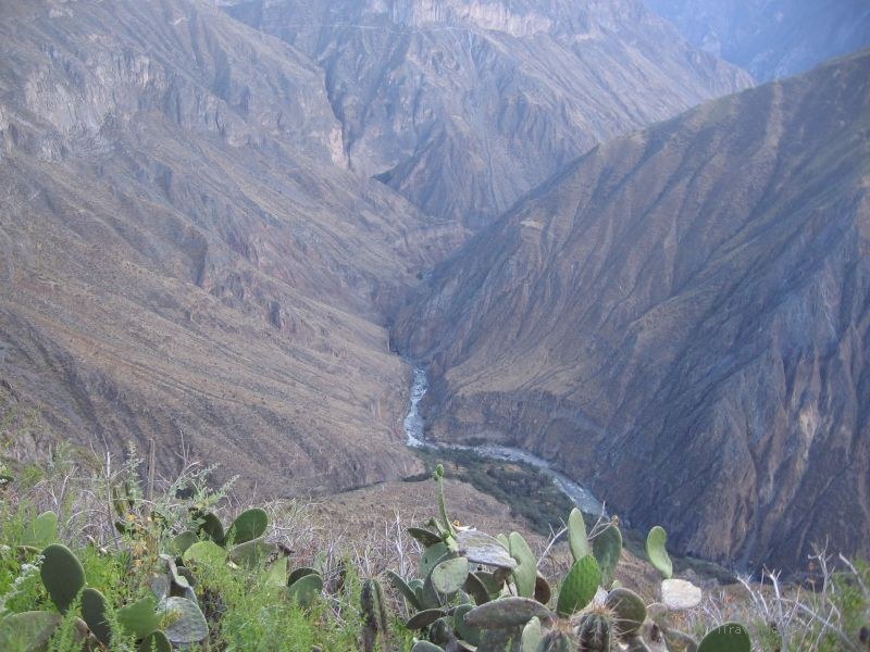 Colca canyon cacti cactus