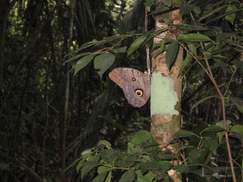 butterfly