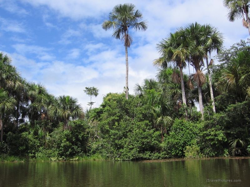 jungle lake tree trees
