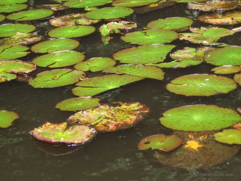 lilly pads