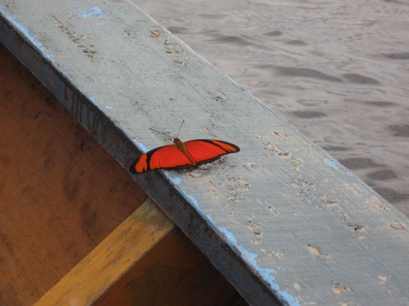 butterfly
