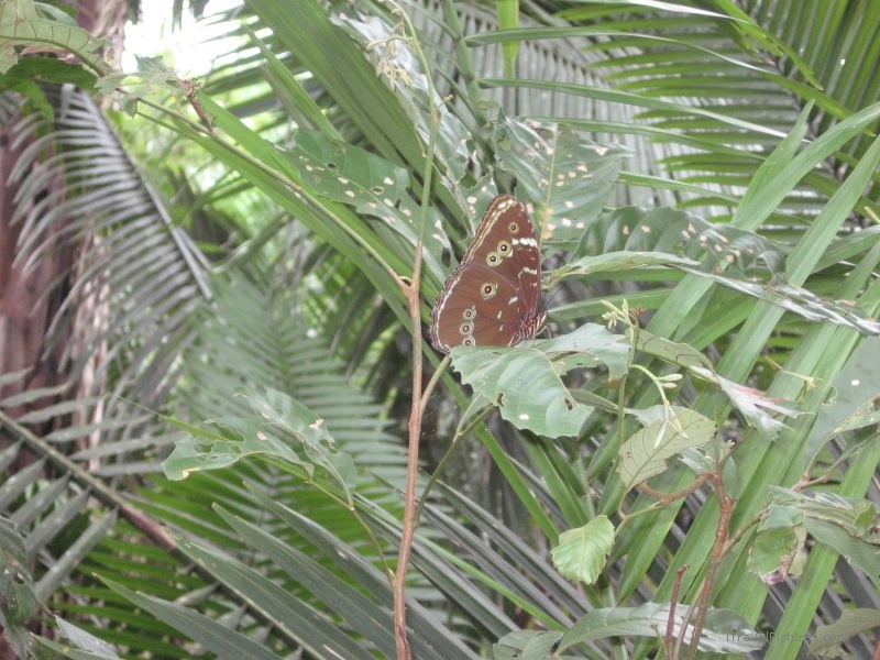 butterfly