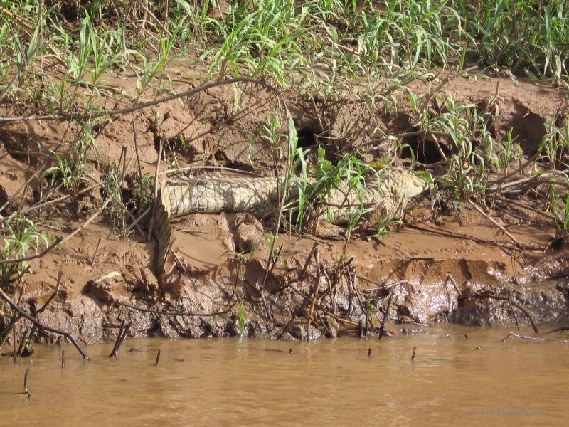 caiman