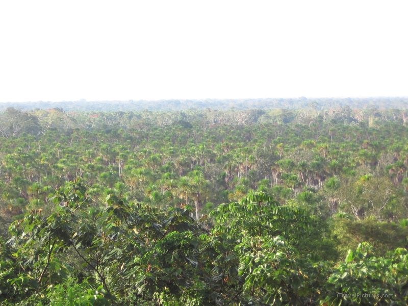 Belo Horizonte trees