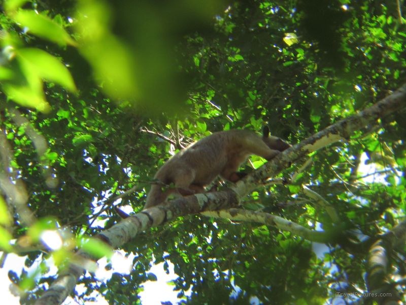 tapir Estancia Belo Horizonte