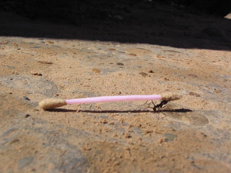 ant carrying Q-tip Puerto Maldonado