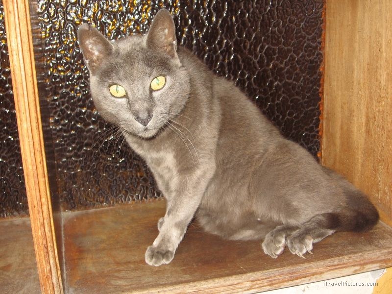 cat grey