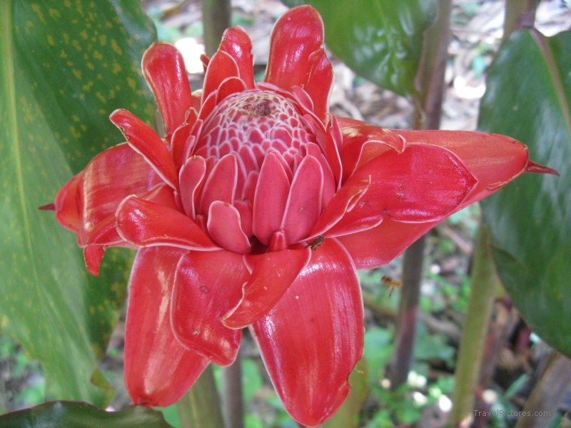 flower red