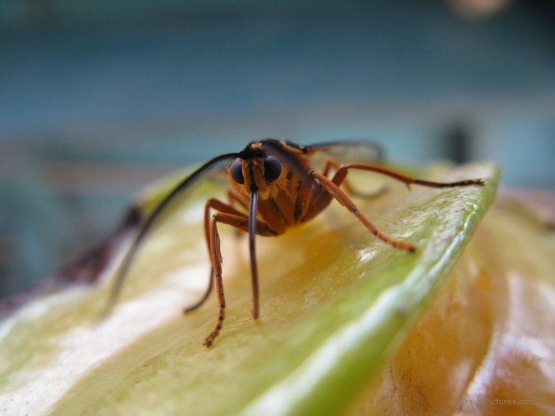 Madre de Dios bee insect