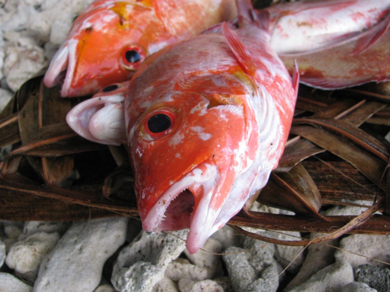 range fish