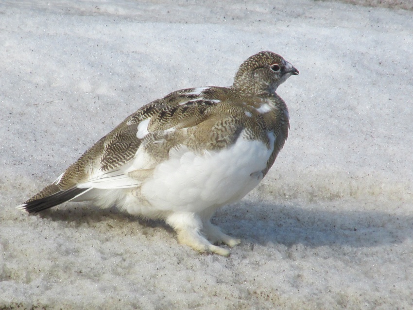 tarmigan chicken snow white
