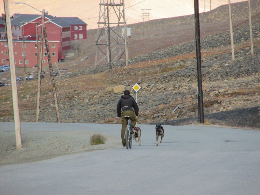 og dogs bicycle