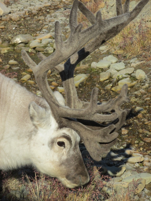 eindeer