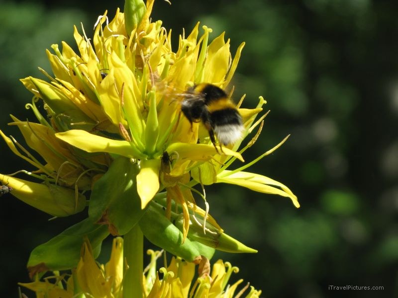 Wesserauen bee flower Bergasthaus Aescher insect