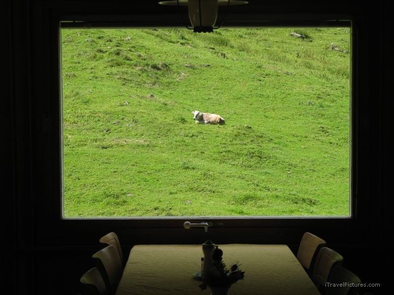 Seealpsee cow window table Berggasthaus Forelle