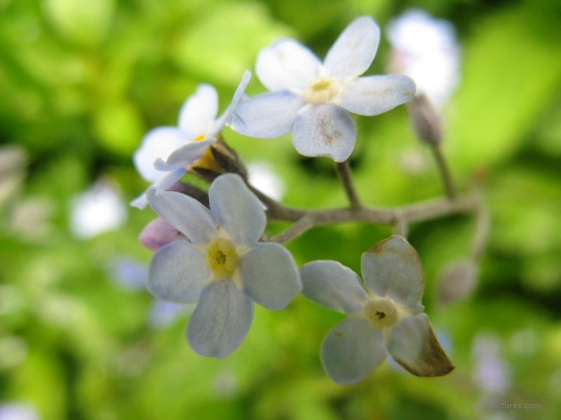 Grindelwald flowers flower blue