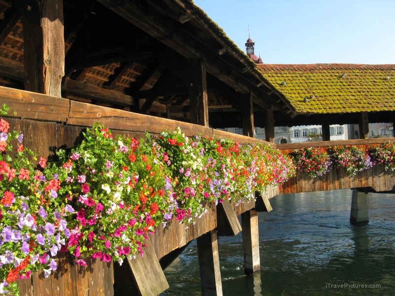 Lucerne Kapellbrücke chapel bridge flower flowers