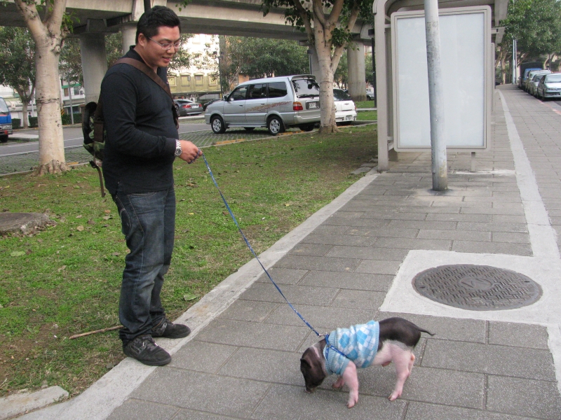 an pig leash