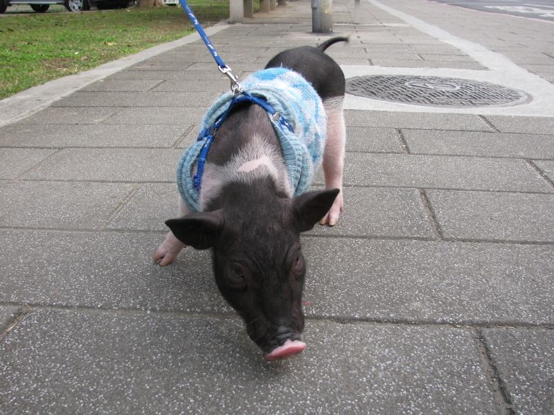 et pig leash