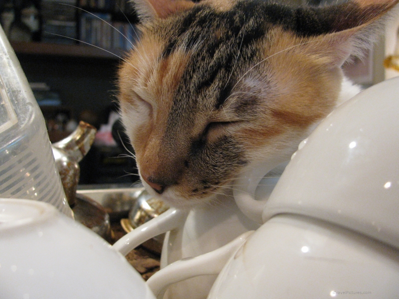 at sleeping cups
