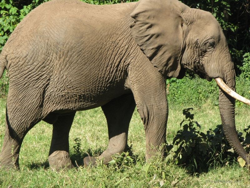 baby elephant manyara national park