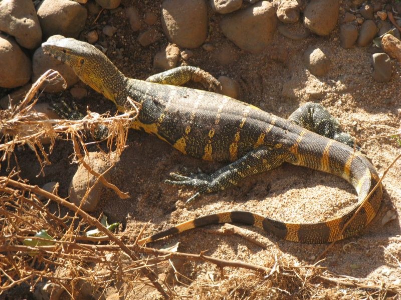 lizard manyara national park rock rocks