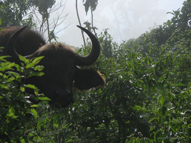 African buffalo Ngorongoro national park