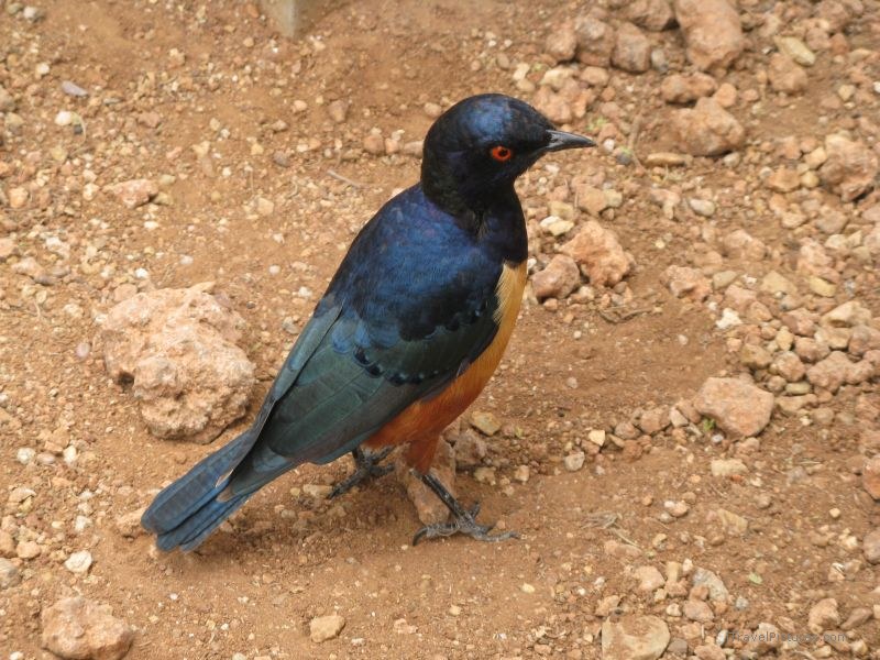 bird serengeti national park