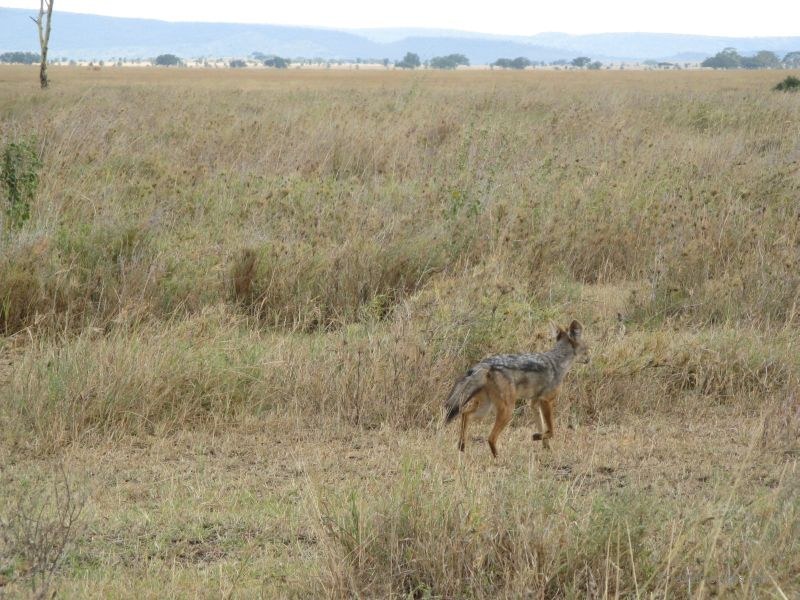 jackal serengeti national park