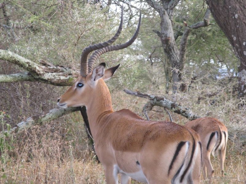 impala impalas serengeti national park