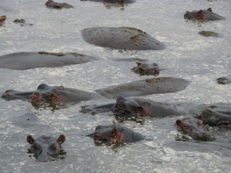 Hippopotamus hippo hippos water serengeti national park