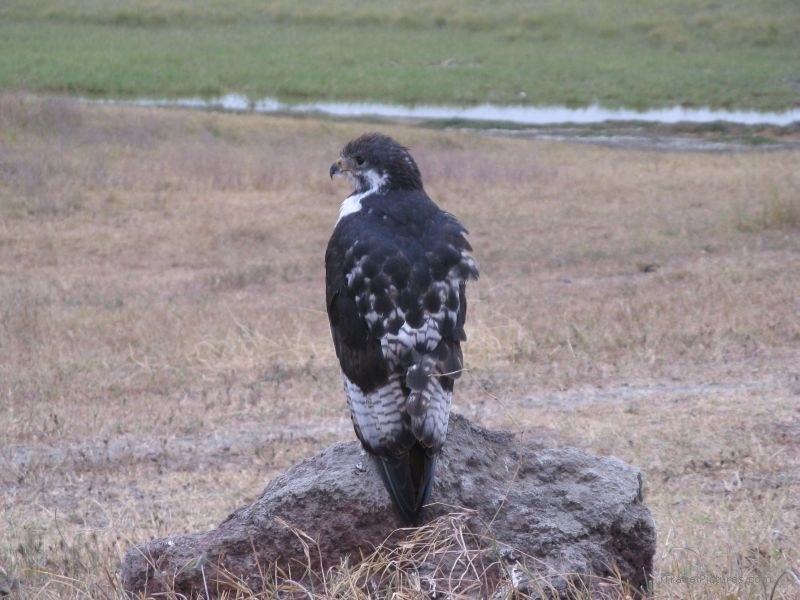 bird Ngorongoro national park rock