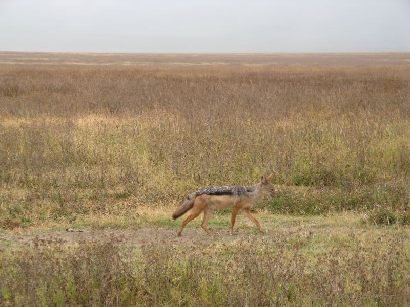 jackal Ngorongoro national park