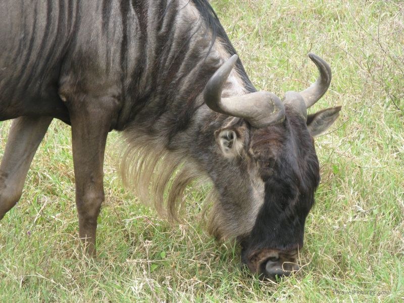 wildebeest Ngorongoro national park