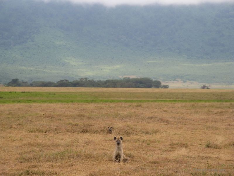 dogs dog Ngorongoro national park crater