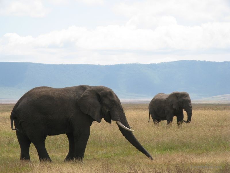elephant elephants Ngorongoro national park crater