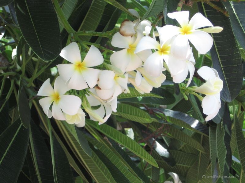 Ayuthaya flowers flower
