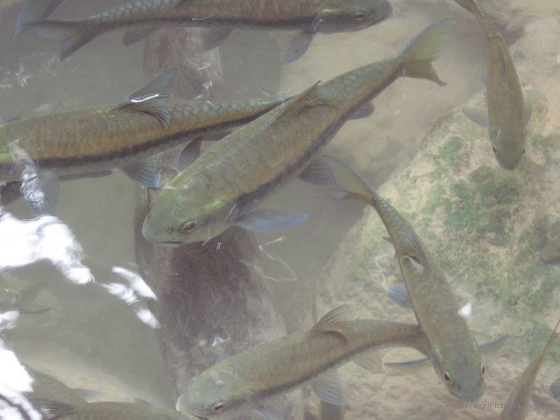 Erawan fish