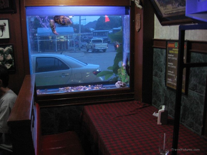 fish tank window restaurant table aquarium