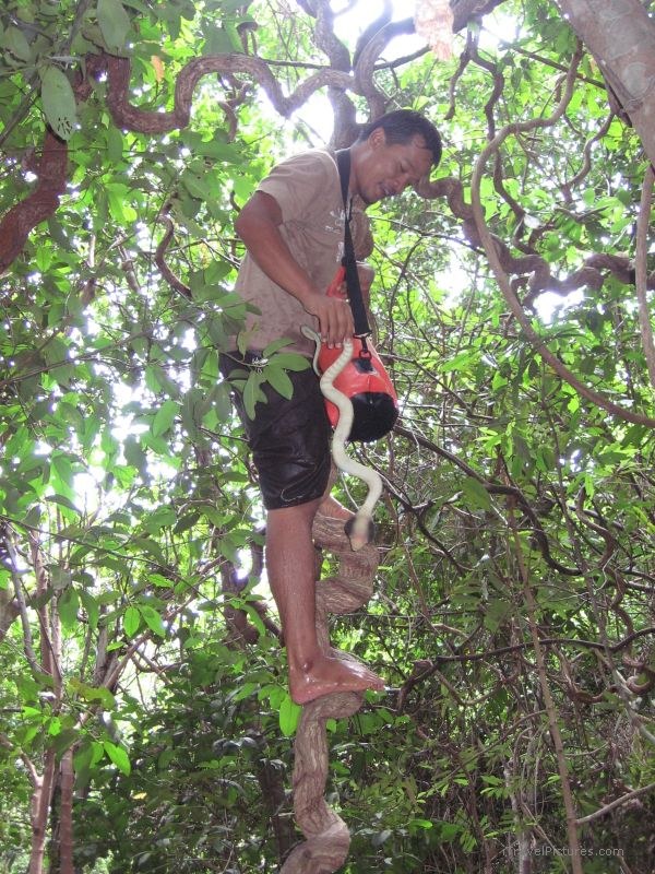 Than Prawet man snake tree