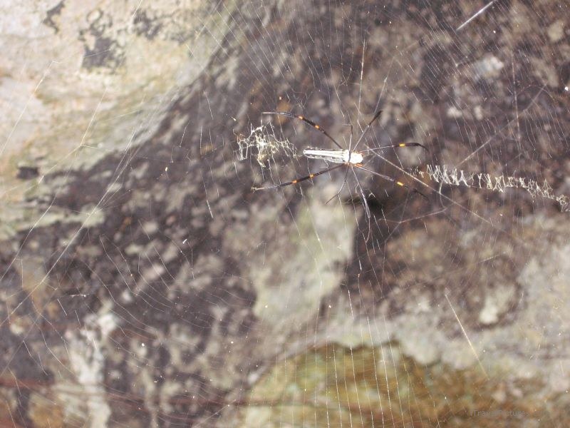 Ko Wat Ta Lap spider Ko Wat Ta Lap web insect