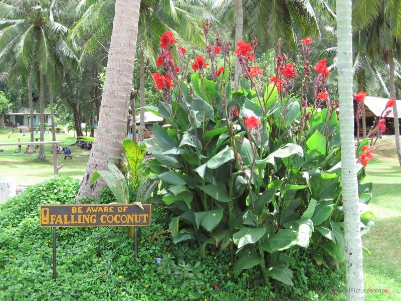 Ko Wat Ta Lap flower flowers coconut sign