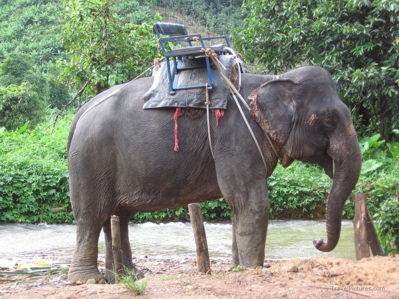 elephant Khao Sok national park